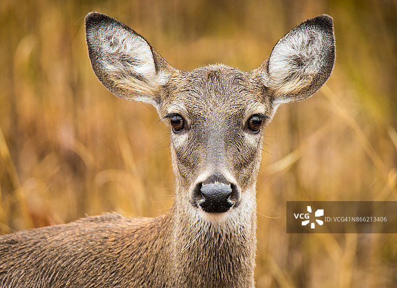 小鹿般的面容图片素材