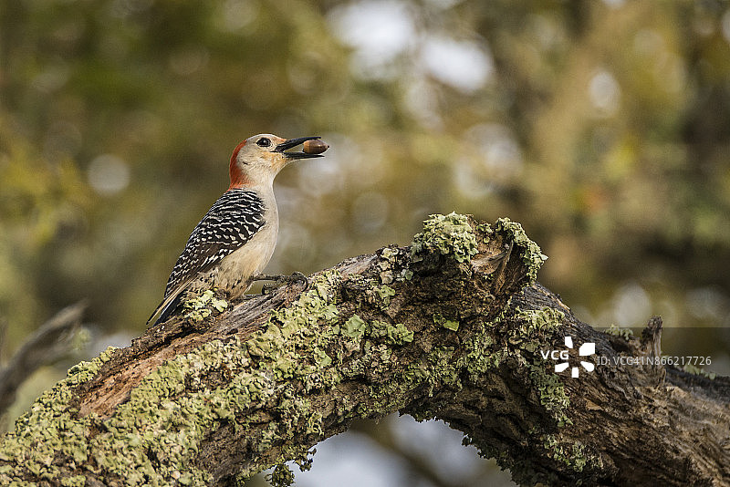 红色的大肚子的啄木鸟图片素材