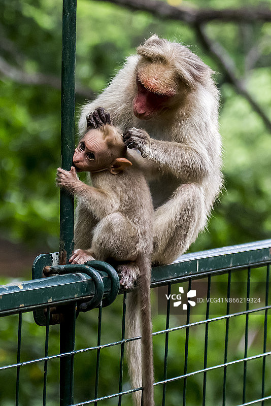 动物行为图片素材
