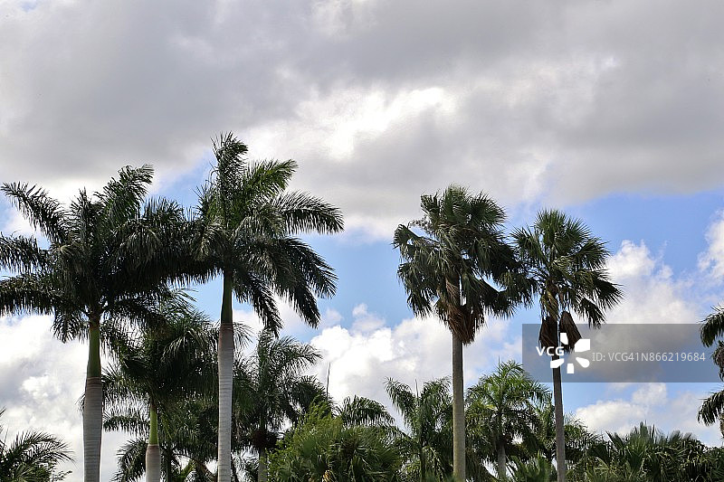 仰望美国佛罗里达州奥兰多的棕榈树（椰子树）图片素材