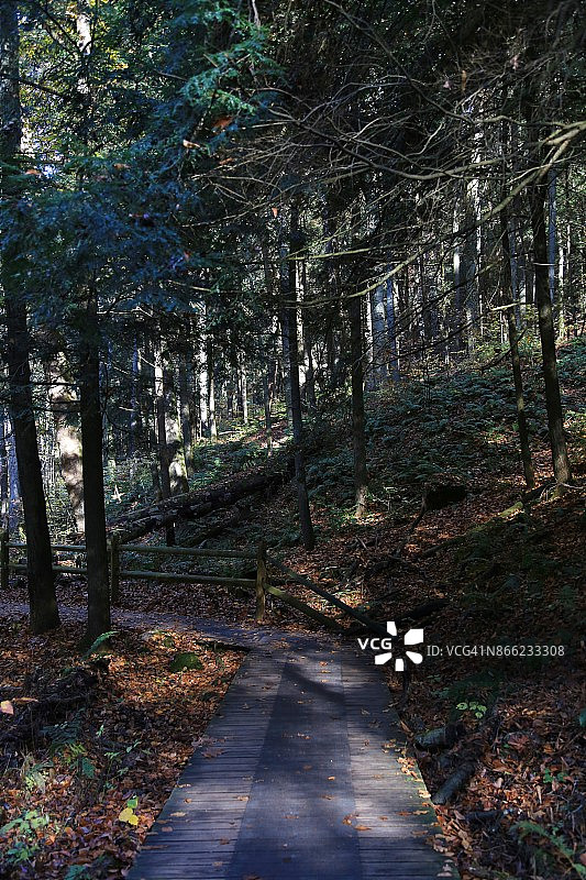 纽约州腓尼基亚滑山荒野森林小路图片素材