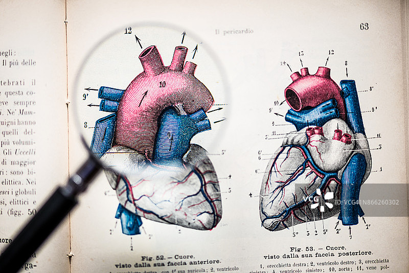 古董解剖书籍上的放大镜：心脏图片素材