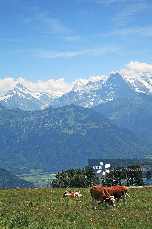 瑞士伯尔尼高地埃门塔尔阿尔卑斯山脉尼德霍恩山草地图片素材