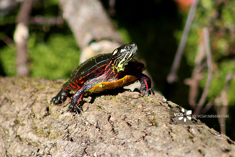 晒太阳的东方彩龟图片素材