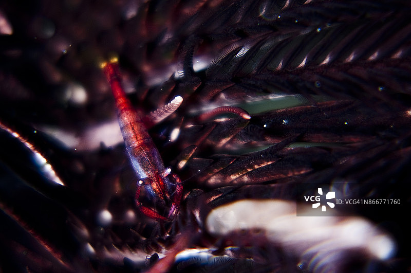 海百合虾图片素材