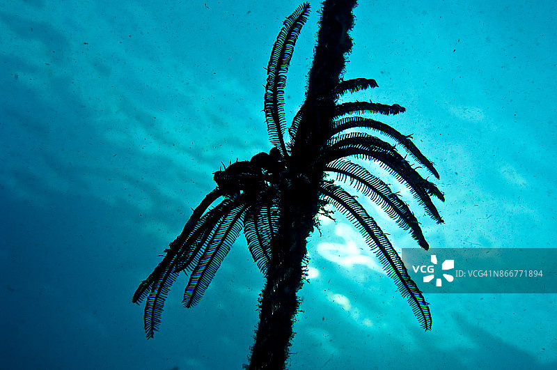 海百合图片素材