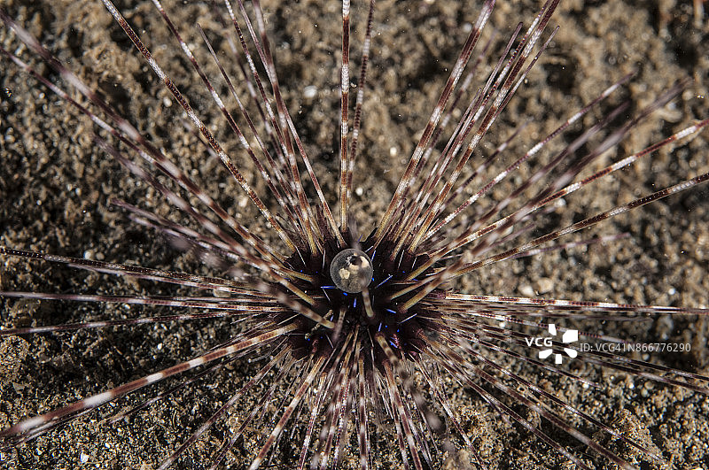 海胆图片素材
