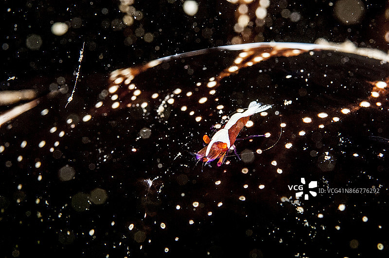 帝王虾图片素材