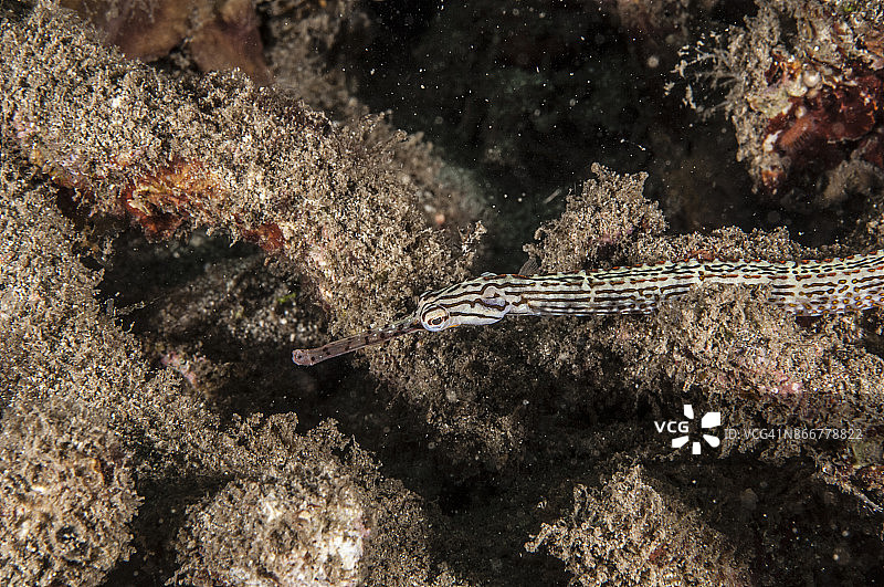 带状管口鱼图片素材