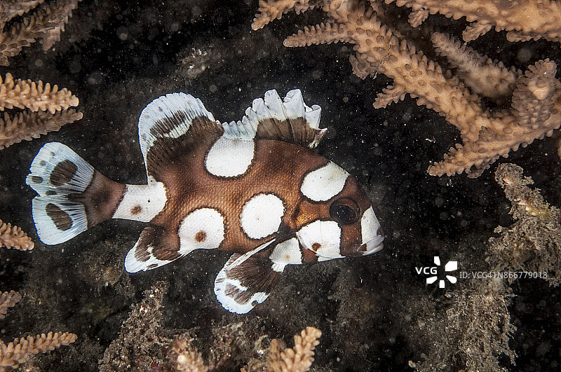 多斑石鲈图片素材