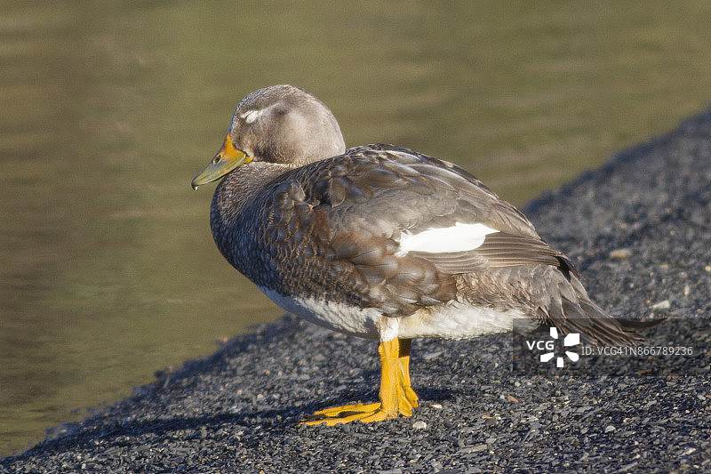 飞行中的蒸汽船鸭图片素材