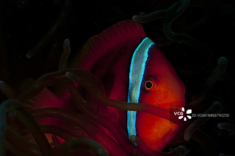 番茄海葵鱼图片素材