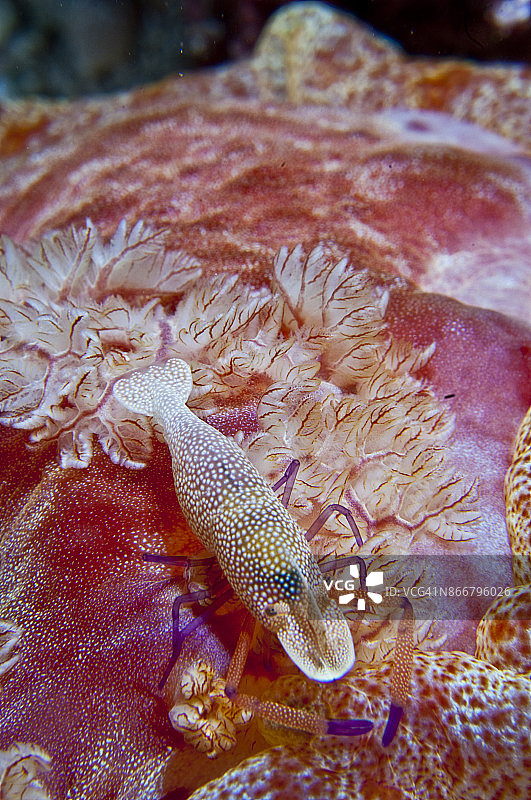 帝王虾图片素材