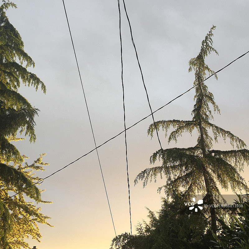 线条与铁杉图片素材