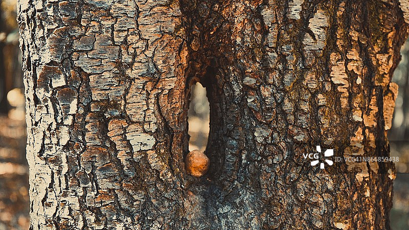 阿拉巴马州 Muscle Shoals 秋色中,中心有孔的树图片素材