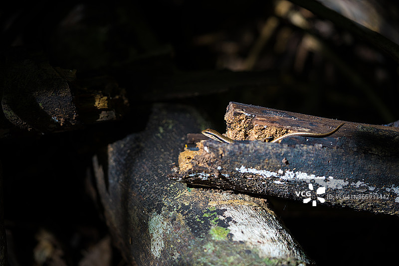 石龙子（在中国、南亚和东南亚发现的蜥蜴）图片素材