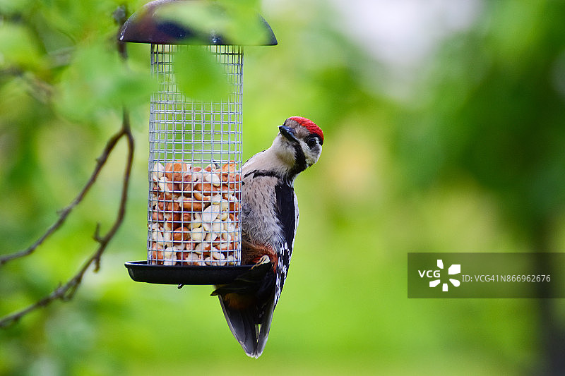 幼年大斑啄木鸟挂在喂鸟器上吃鸟食图片素材