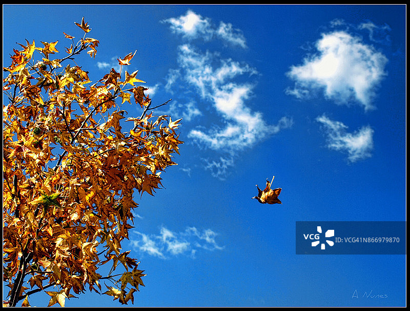 秋天的落叶图片素材