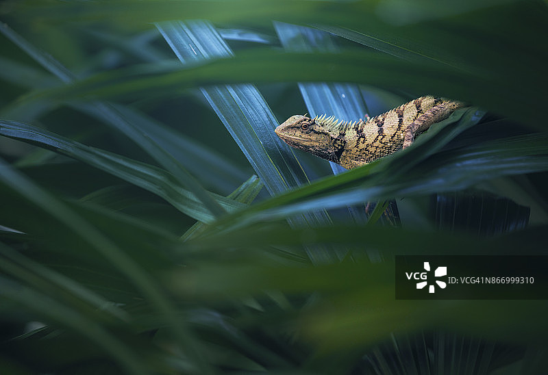 丛林中的东方园林蜥蜴图片素材