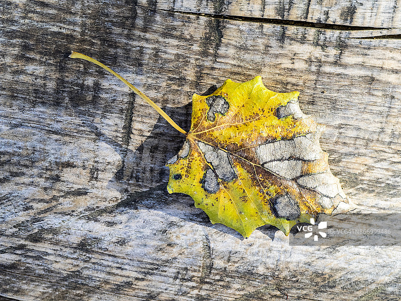 阳光照射下，户外泥土中的棕色枫树干燥树叶图片素材