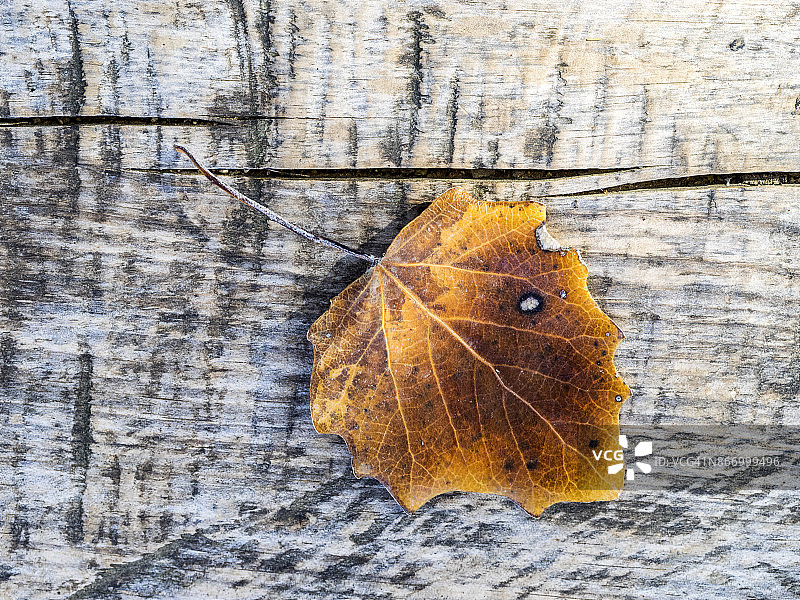 阳光照射下，户外泥土中的棕色枫树干燥树叶图片素材