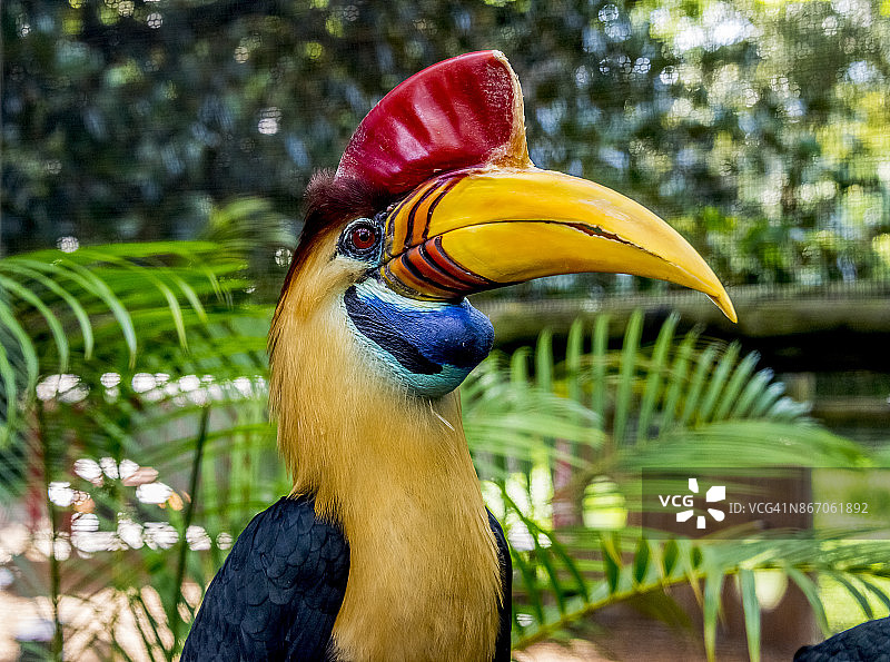 巨嘴鸟图片素材