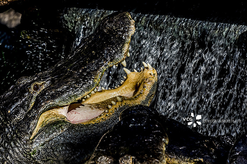 古巴鳄鱼图片素材