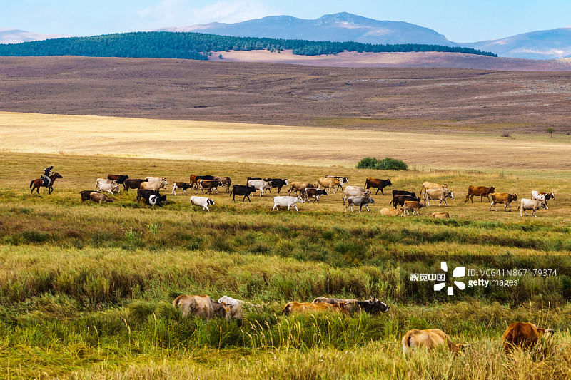牛仔在格鲁吉亚南部察尔卡附近的多彩草原上放牧图片素材