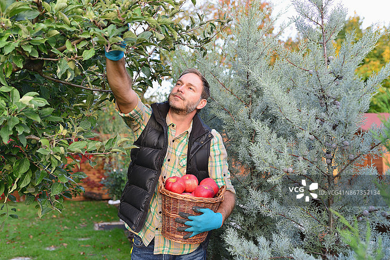 采摘苹果的年轻男人图片素材