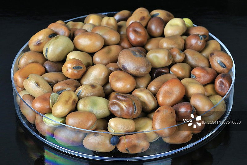 蚕豆（Vicia faba）图片素材
