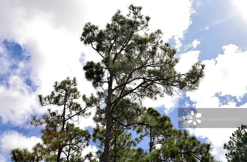 仰望湿地松树图片素材