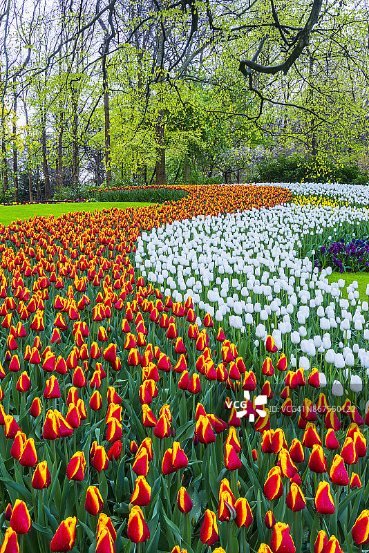公园里的春花图片素材