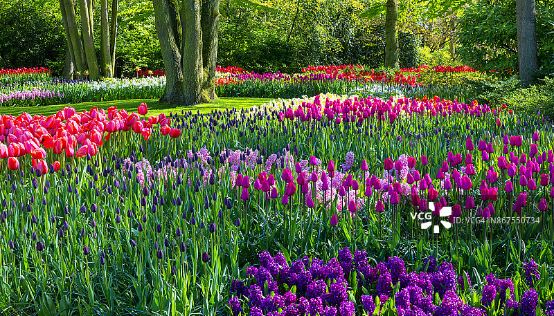 公园里的春花图片素材