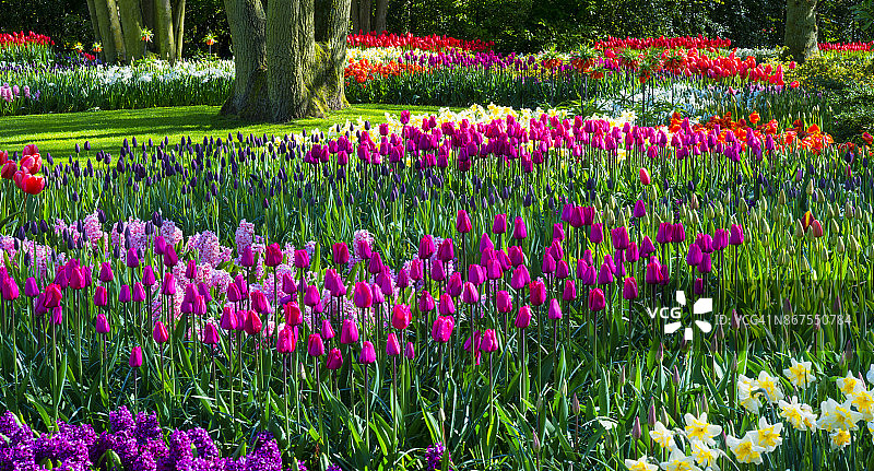 公园里的春花图片素材