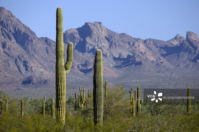 巨人柱仙人掌及其他沙漠植物，远处可见山脉和湛蓝天空图片素材