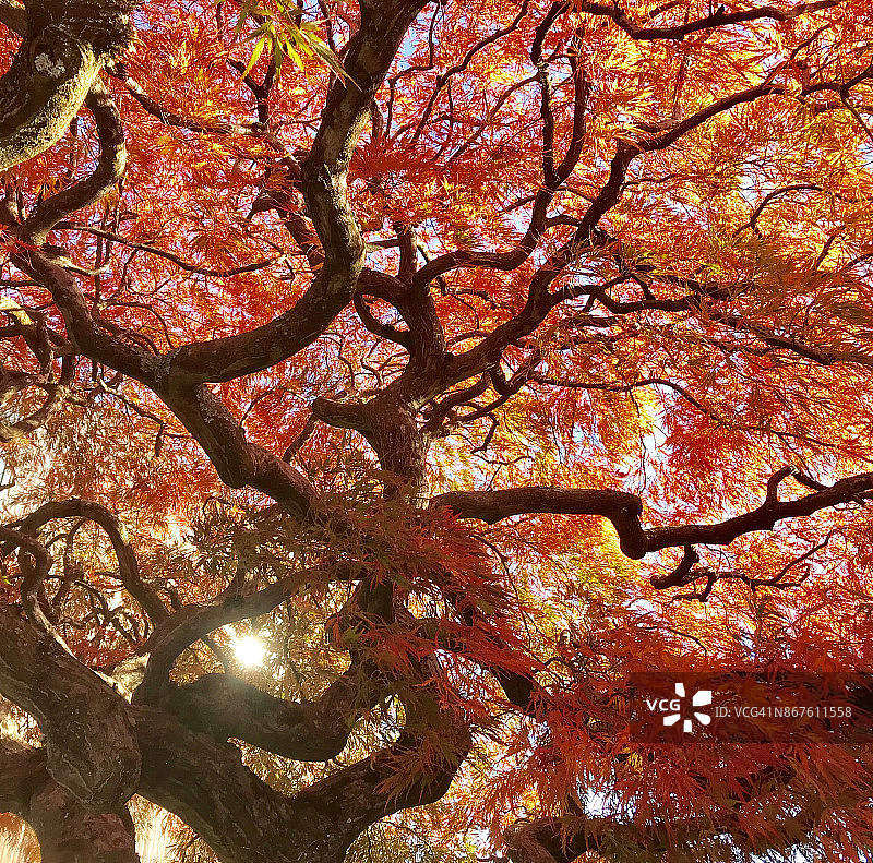 秋季西雅图的日本枫叶细节图片素材