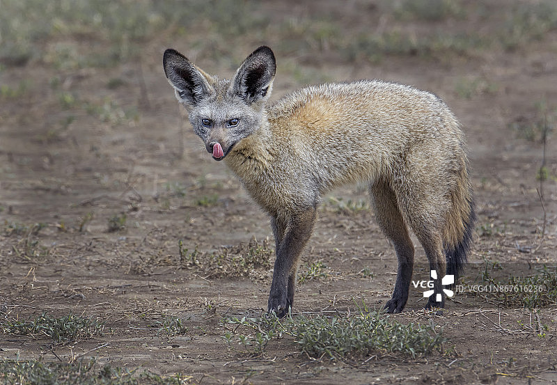 蝙蝠耳廓狐图片素材