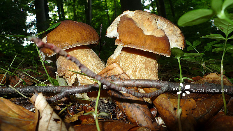 黄色牛肝菌蘑菇图片素材