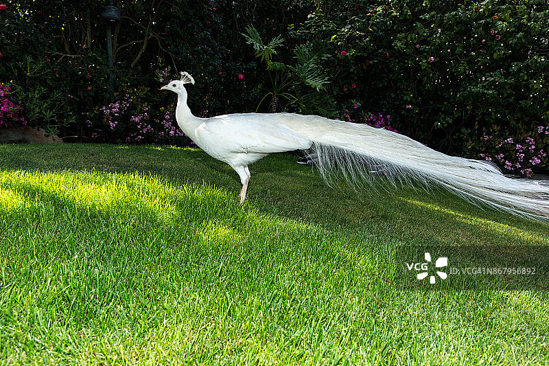 白孔雀图片素材