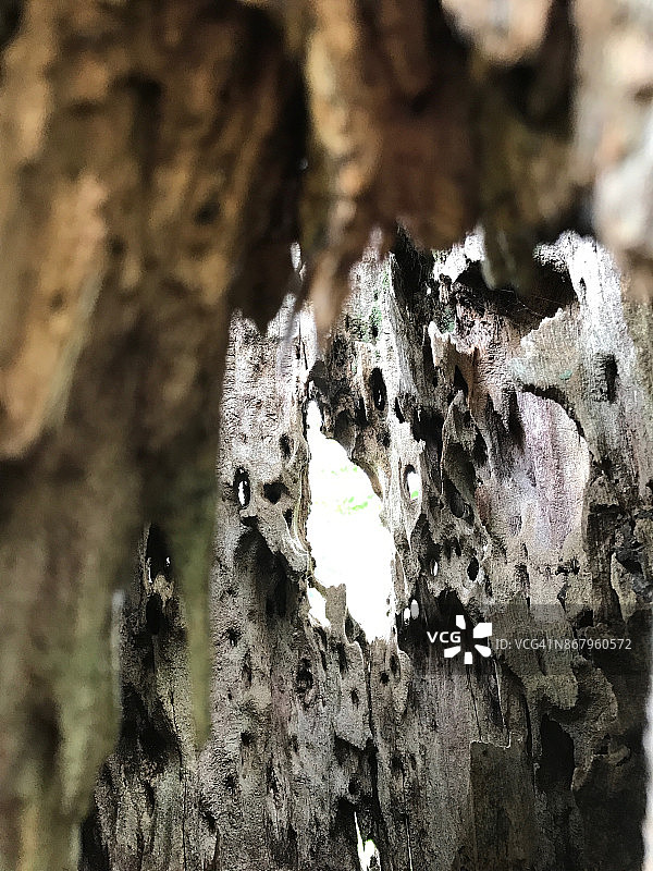 空心树图片素材