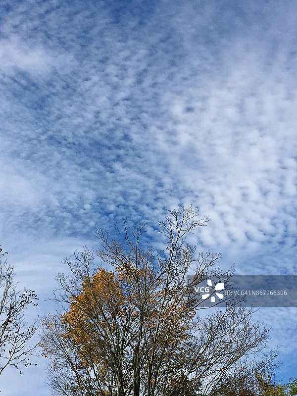 鲭鱼天空下秋季变色的树叶图片素材