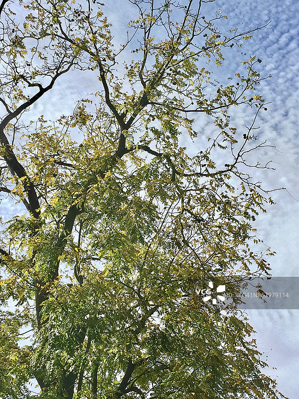 仰望秋天树叶变色图片素材