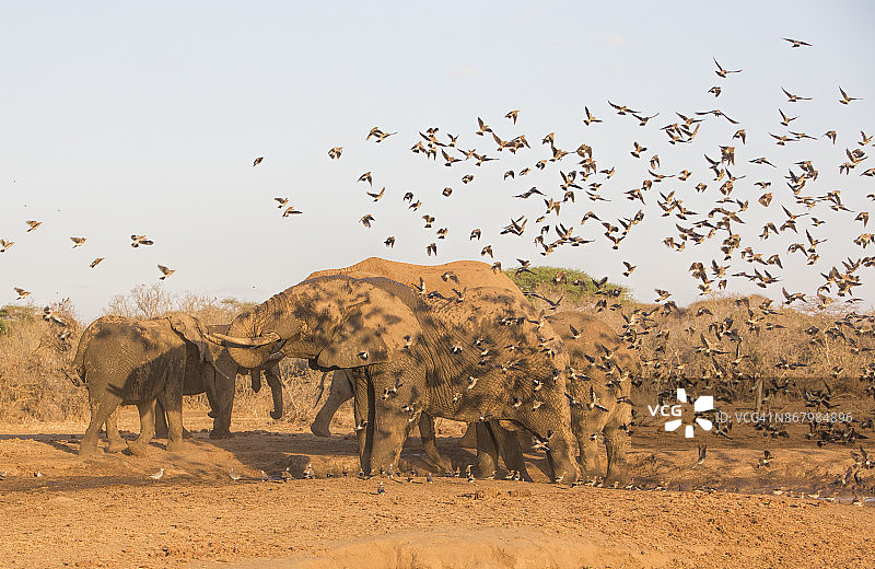 肯尼亚安博塞利塞伦凯水坑边的大象和燕八哥图片素材