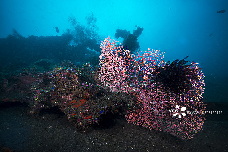图兰奔自由号沉船的大型珊瑚图片素材