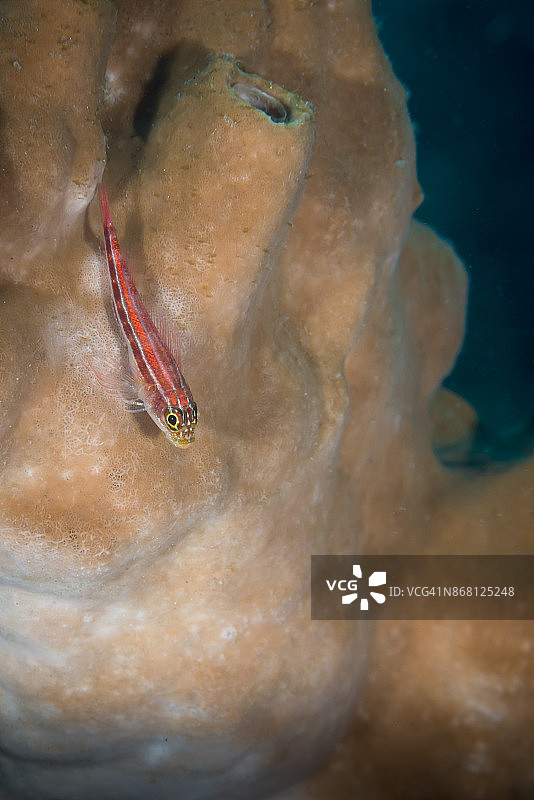 热带丝鳍鳚图片素材