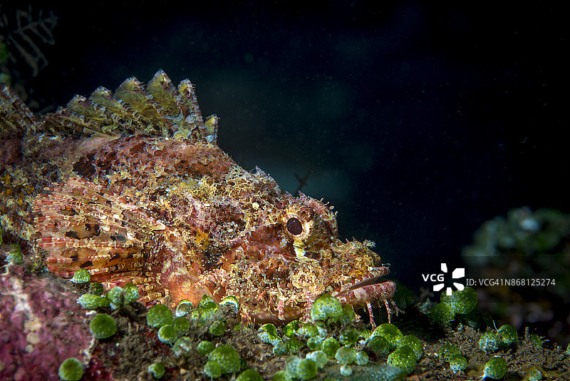 蝎子鱼（Scorpaenopsis spp.）图片素材