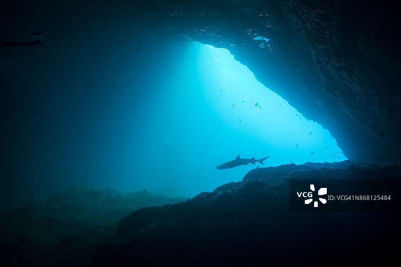 洞穴中白鳍礁鲨的轮廓图片素材