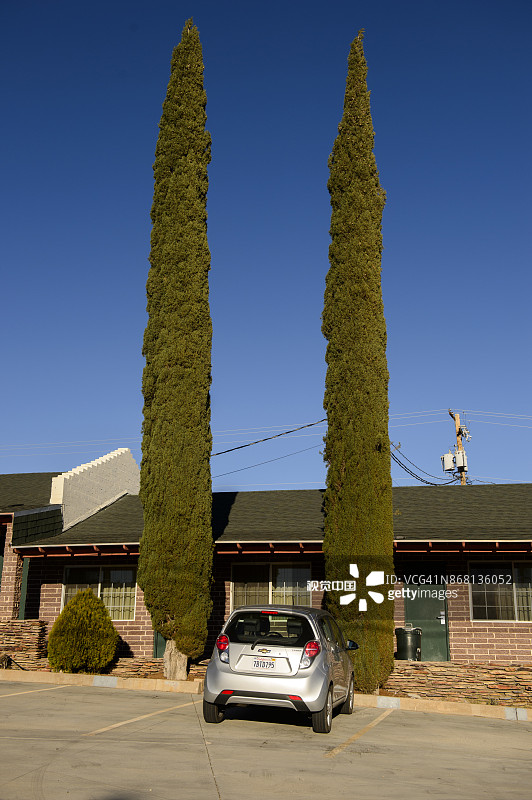 美国亚利桑那州金曼市建筑前的柏树图片素材