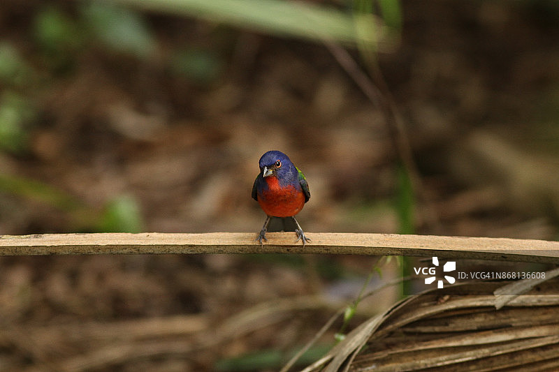 彩鹀（雄性）图片素材