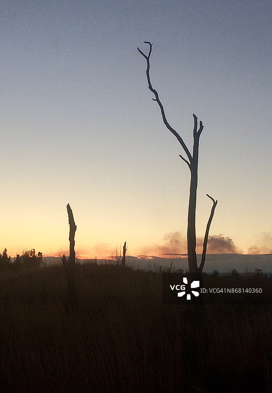 日落下的树木轮廓图片素材